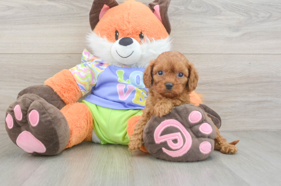 5 week old Cavapoo Puppy For Sale - Florida Fur Babies