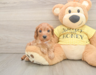 9 week old Cavapoo Puppy For Sale - Florida Fur Babies