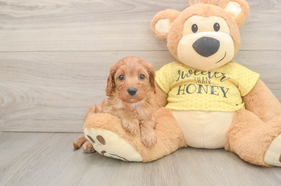6 week old Cavapoo Puppy For Sale - Florida Fur Babies