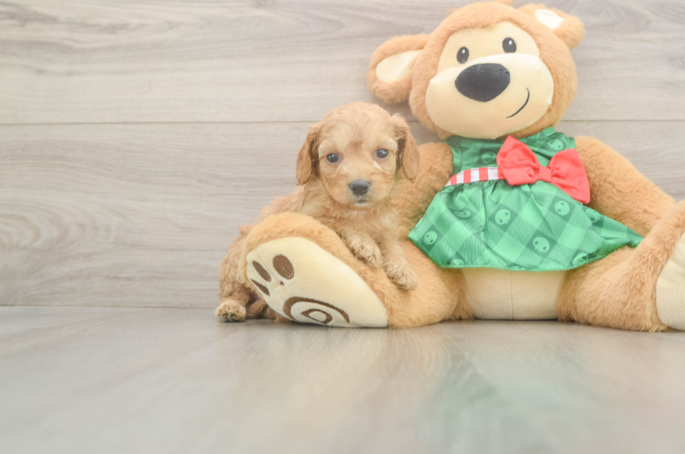 5 week old Cavapoo Puppy For Sale - Florida Fur Babies