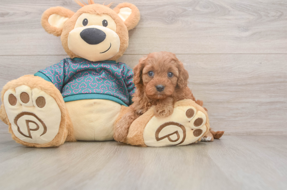 5 week old Cavapoo Puppy For Sale - Florida Fur Babies