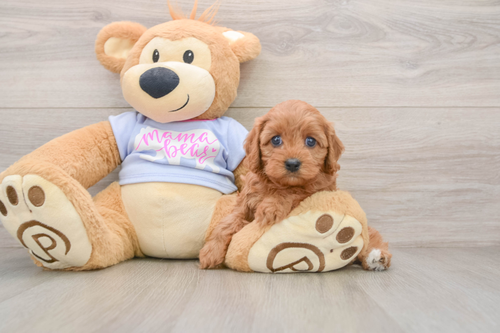 Cavapoo Pup Being Cute