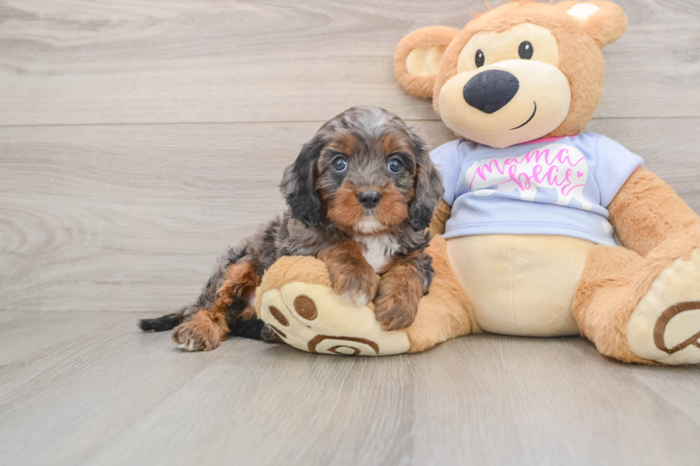 Cavapoo Pup Being Cute