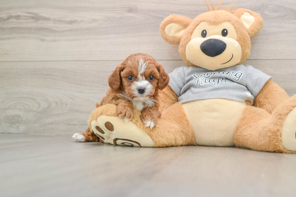 Best Cavapoo Baby