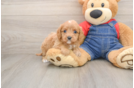 Fluffy Cavapoo Poodle Mix Pup