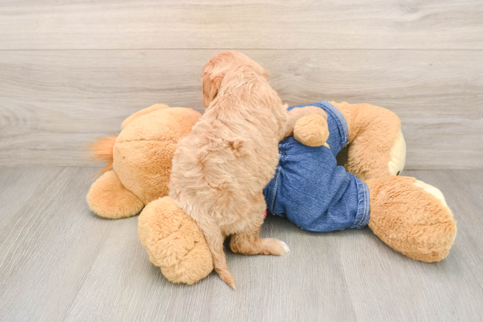 Cavapoo Pup Being Cute