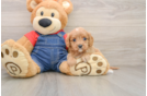 Cavapoo Puppy for Adoption