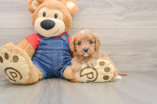 Cavapoo Puppy for Adoption
