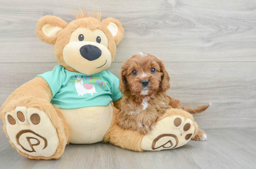 6 week old Cavapoo Puppy For Sale - Florida Fur Babies