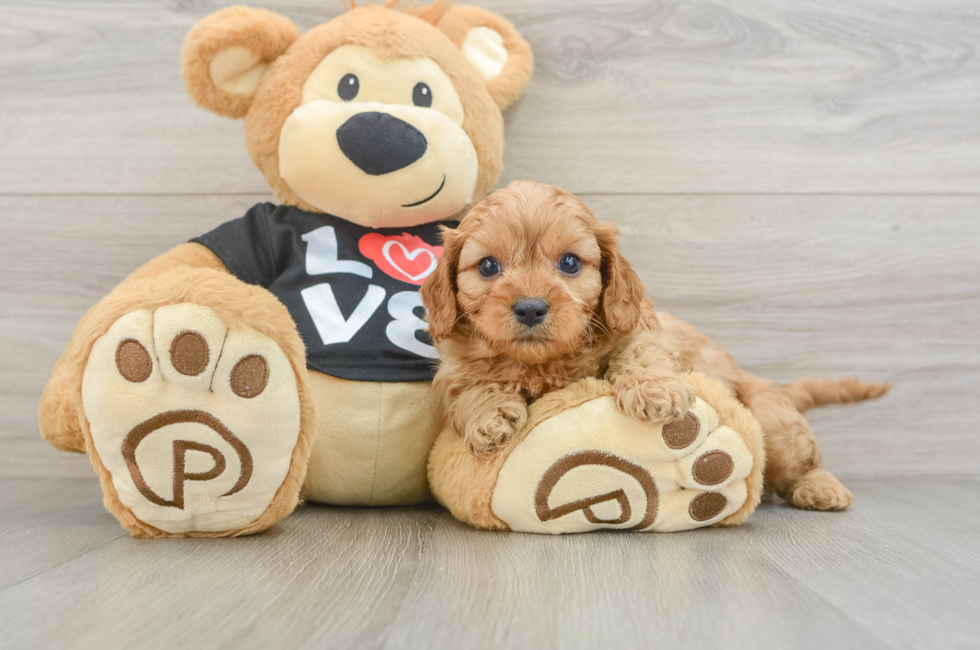 6 week old Cavapoo Puppy For Sale - Florida Fur Babies