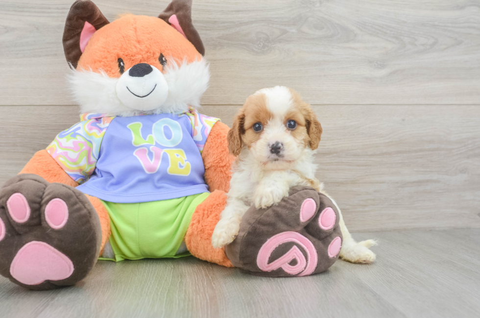 5 week old Cavapoo Puppy For Sale - Florida Fur Babies