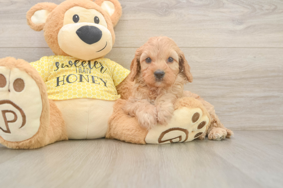 6 week old Cavapoo Puppy For Sale - Florida Fur Babies