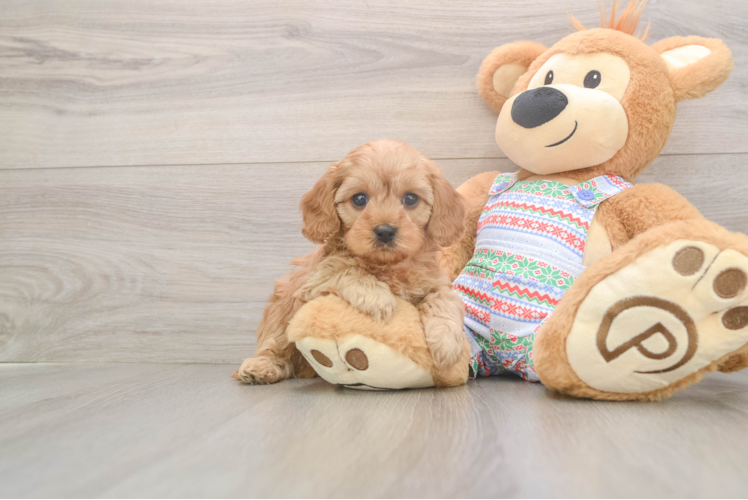 Best Cavapoo Baby