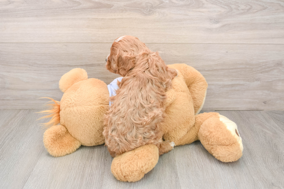 Cavapoo Puppy for Adoption