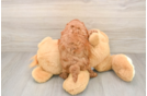 Playful Cavapoodle Poodle Mix Puppy