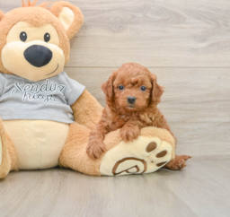8 week old Cavapoo Puppy For Sale - Florida Fur Babies
