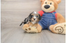 Cavapoo Puppy for Adoption