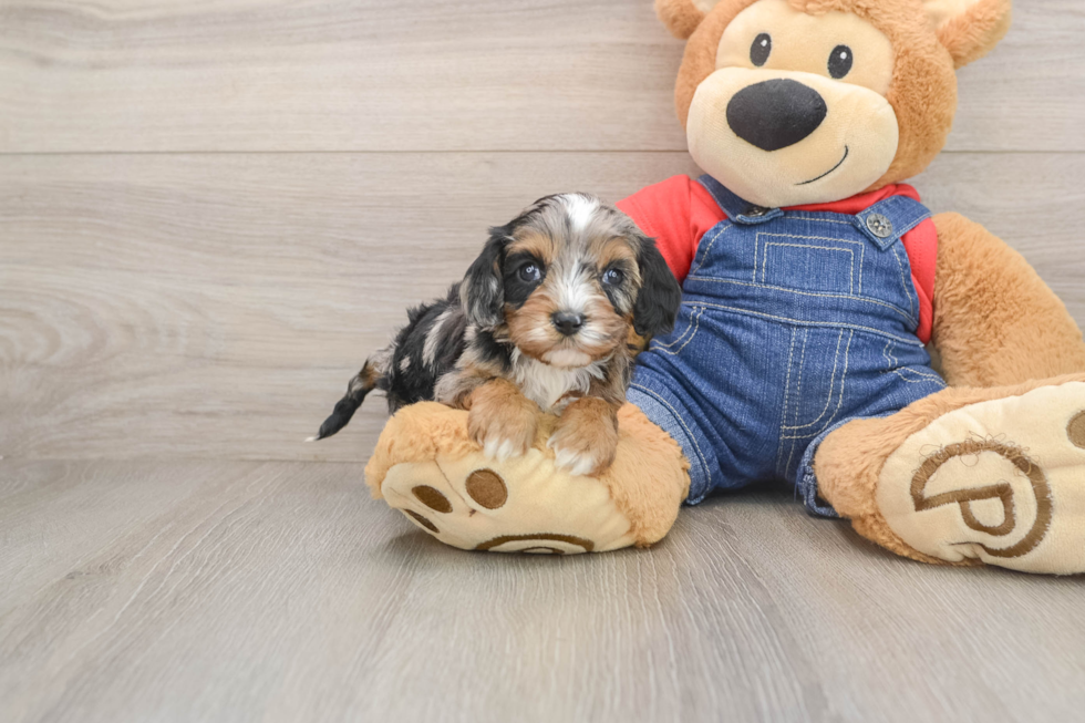 Cavapoo Puppy for Adoption