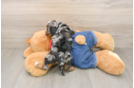 Adorable Cavalier King Charles Spaniel and Poodle Mix Poodle Mix Puppy
