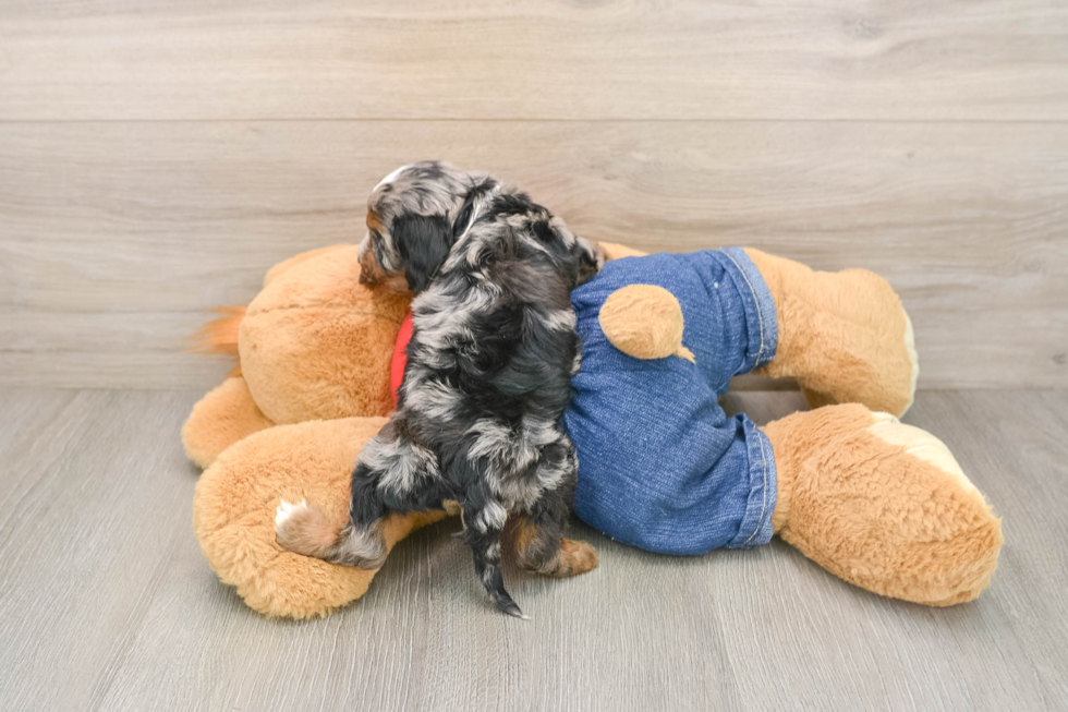 Adorable Cavalier King Charles Spaniel and Poodle Mix Poodle Mix Puppy