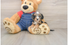 Popular Cavapoo Poodle Mix Pup