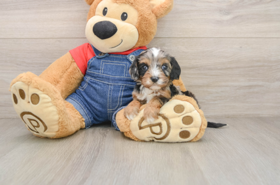 Popular Cavapoo Poodle Mix Pup