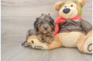 Friendly Cavapoo Baby