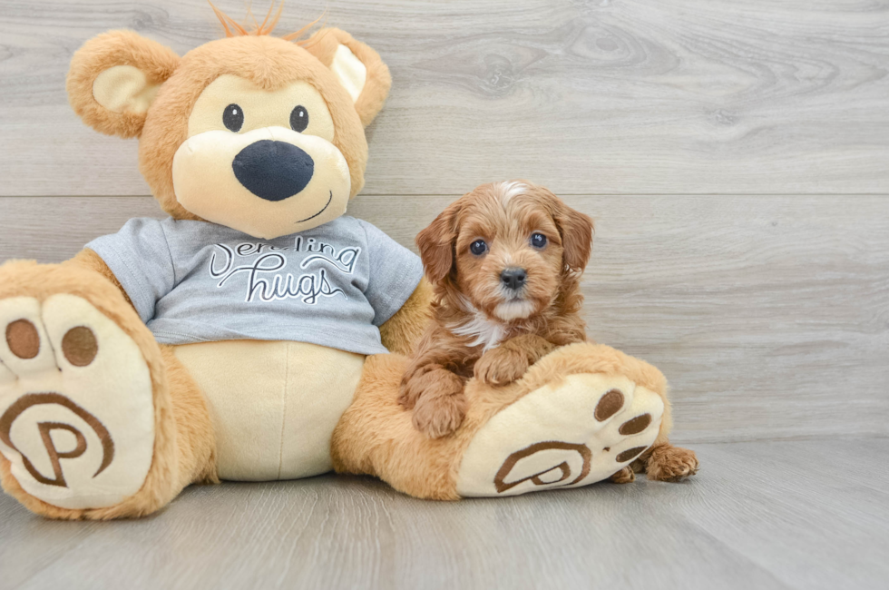 6 week old Cavapoo Puppy For Sale - Florida Fur Babies