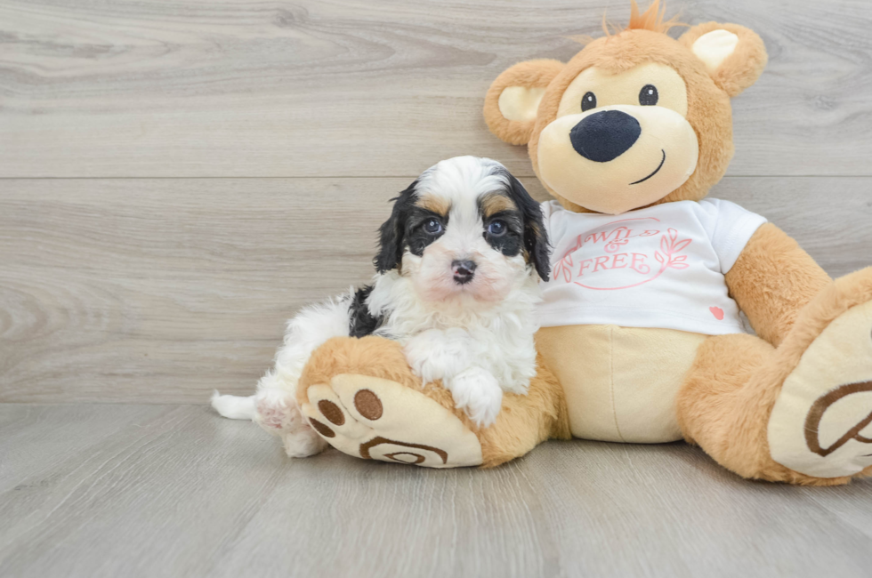 5 week old Cavapoo Puppy For Sale - Florida Fur Babies