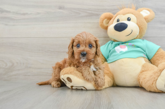 Cute Cavapoo Baby