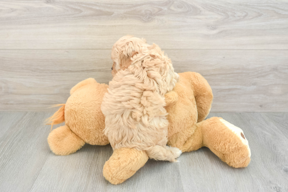 Cavapoo Puppy for Adoption