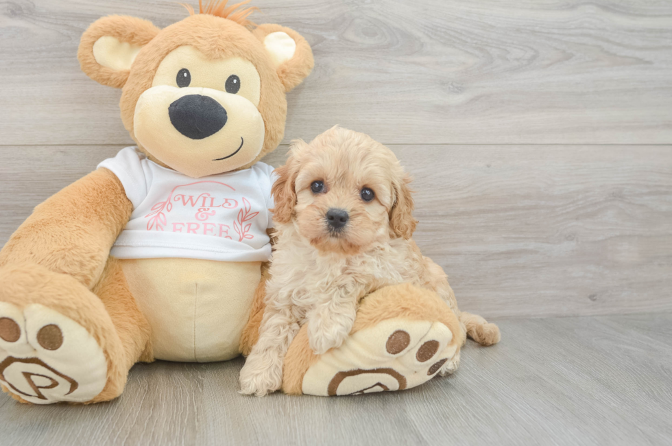 6 week old Cavapoo Puppy For Sale - Florida Fur Babies
