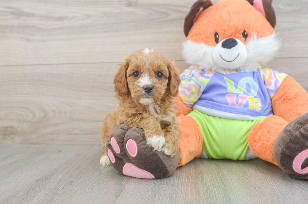 5 week old Cavapoo Puppy For Sale - Florida Fur Babies