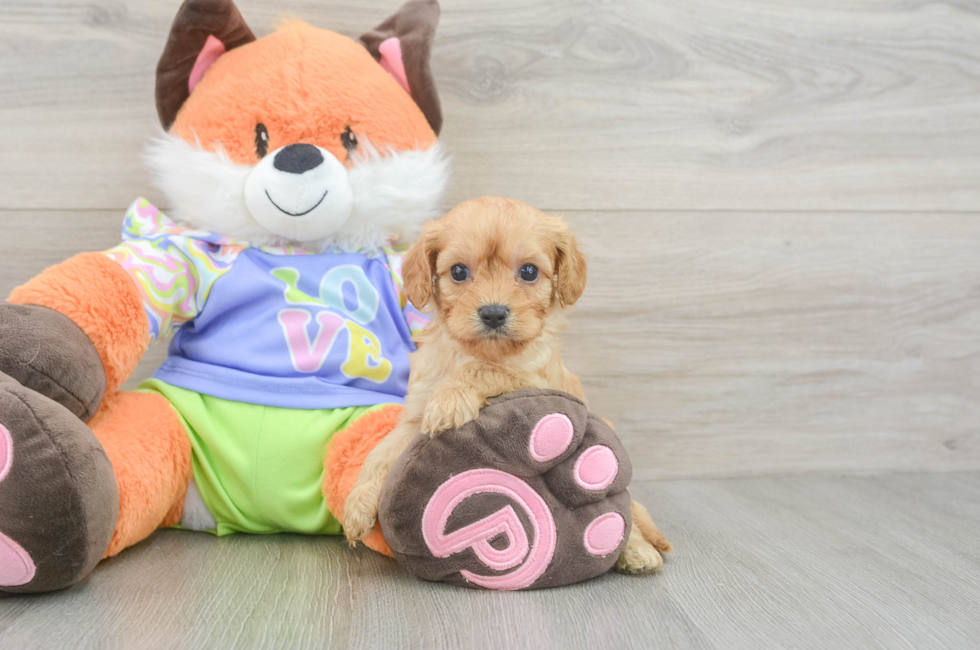 5 week old Cavapoo Puppy For Sale - Florida Fur Babies