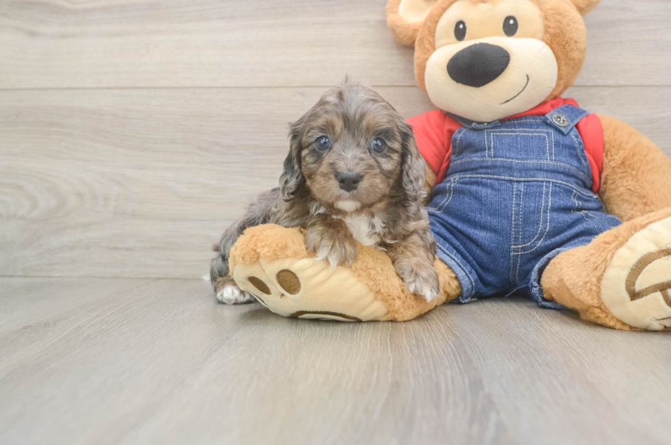 5 week old Cavapoo Puppy For Sale - Florida Fur Babies