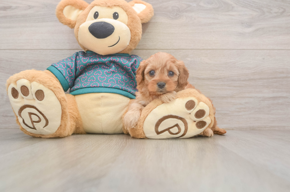 5 week old Cavapoo Puppy For Sale - Florida Fur Babies