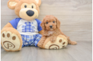 Cavapoo Pup Being Cute