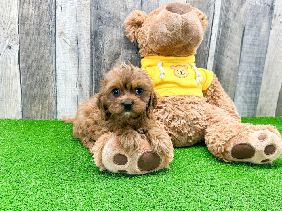 Cavapoo Puppy for Adoption