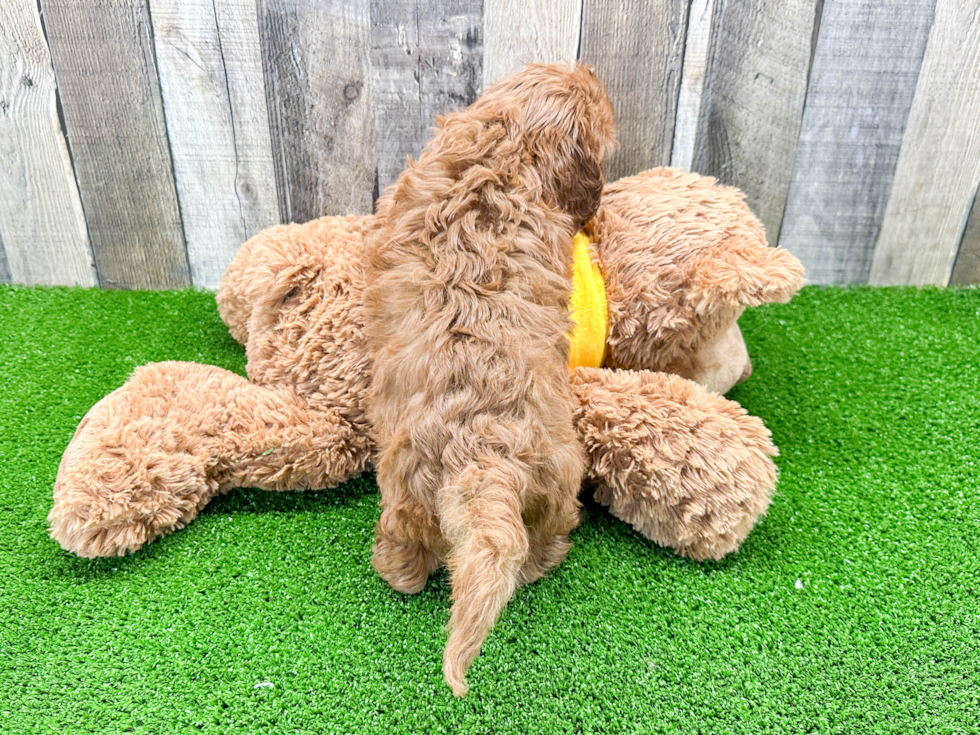 Happy Cavapoo Baby