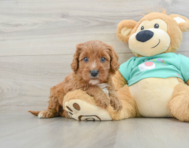 8 week old Cavapoo Puppy For Sale - Florida Fur Babies