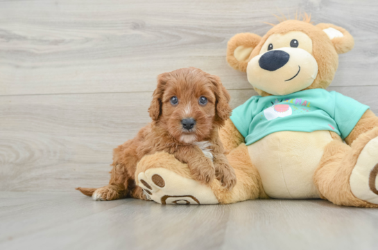 Cavapoo Puppy for Adoption