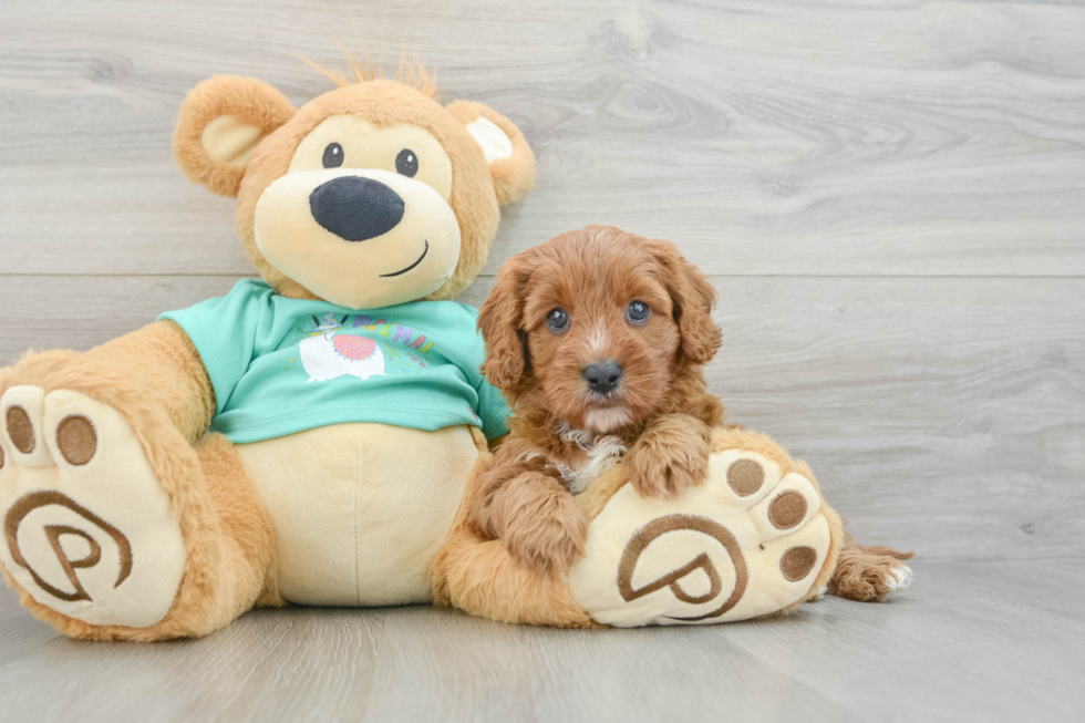 Cavapoo Puppy for Adoption