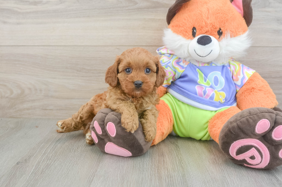 5 week old Cavapoo Puppy For Sale - Florida Fur Babies