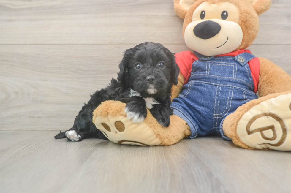 5 week old Cavapoo Puppy For Sale - Florida Fur Babies