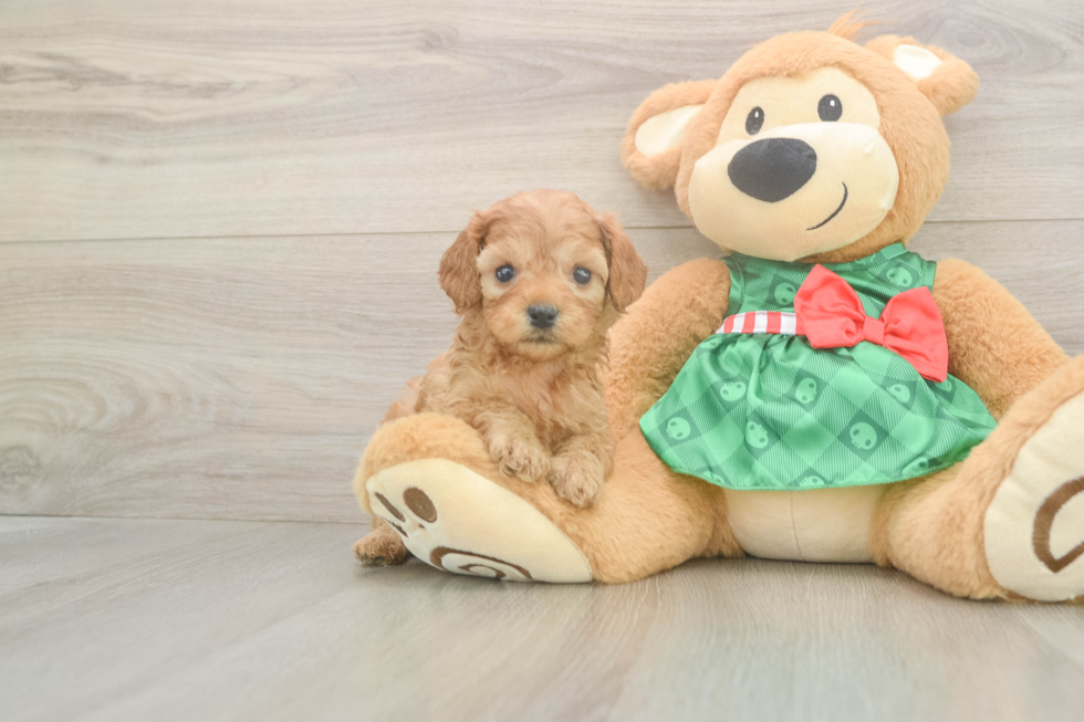 Cavapoo Puppy for Adoption