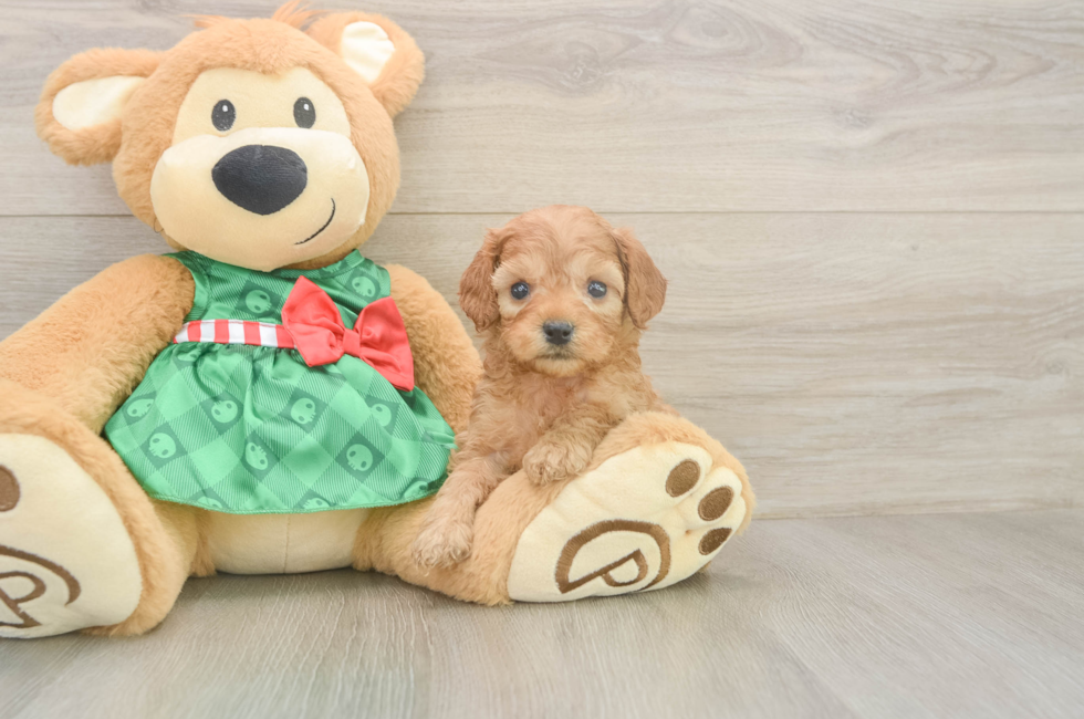 5 week old Cavapoo Puppy For Sale - Florida Fur Babies