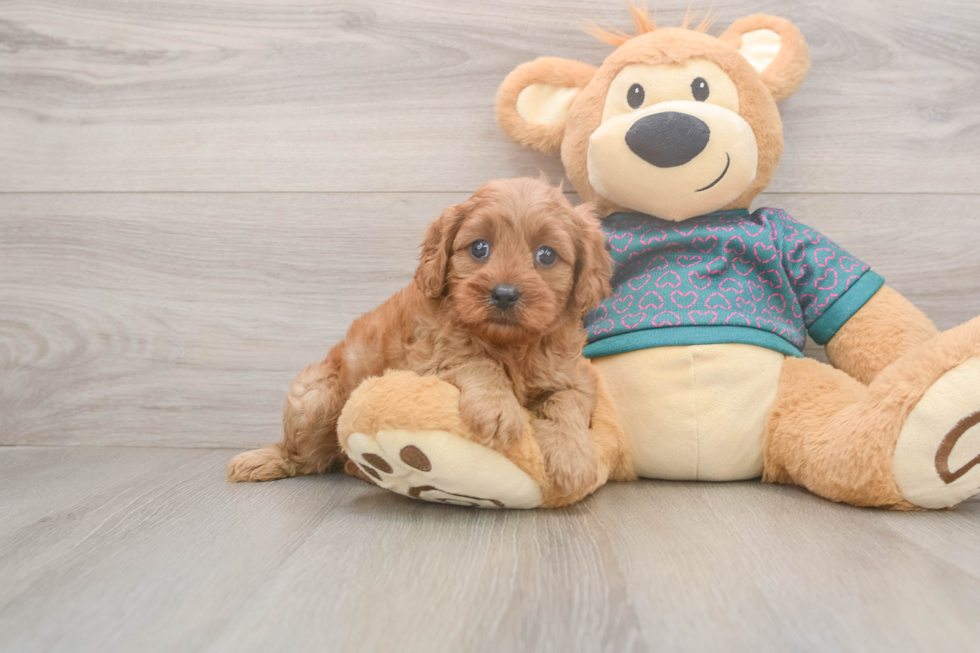Cavapoo Puppy for Adoption