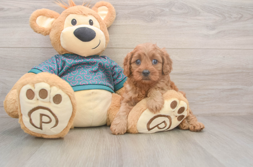 5 week old Cavapoo Puppy For Sale - Florida Fur Babies