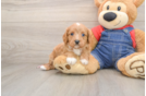 Cavapoo Puppy for Adoption