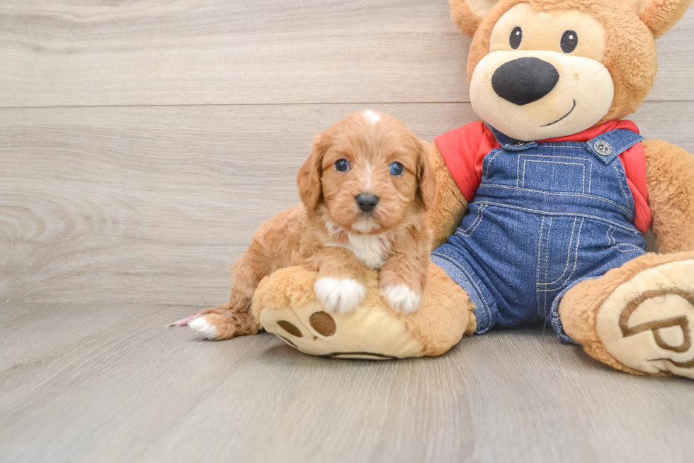 Cavapoo Puppy for Adoption